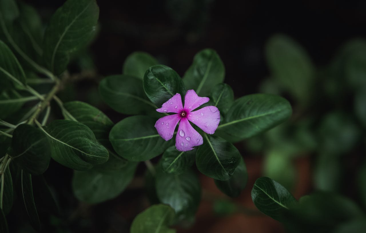Pink flower